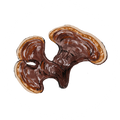 Reishi Mushroom (8%)