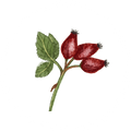 Rosehip (15%)
