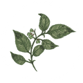 Slippery Elm Bark (5%)