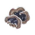 Organic Turkey Tail (fruiting body)