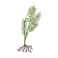 Valerian Root (5%)