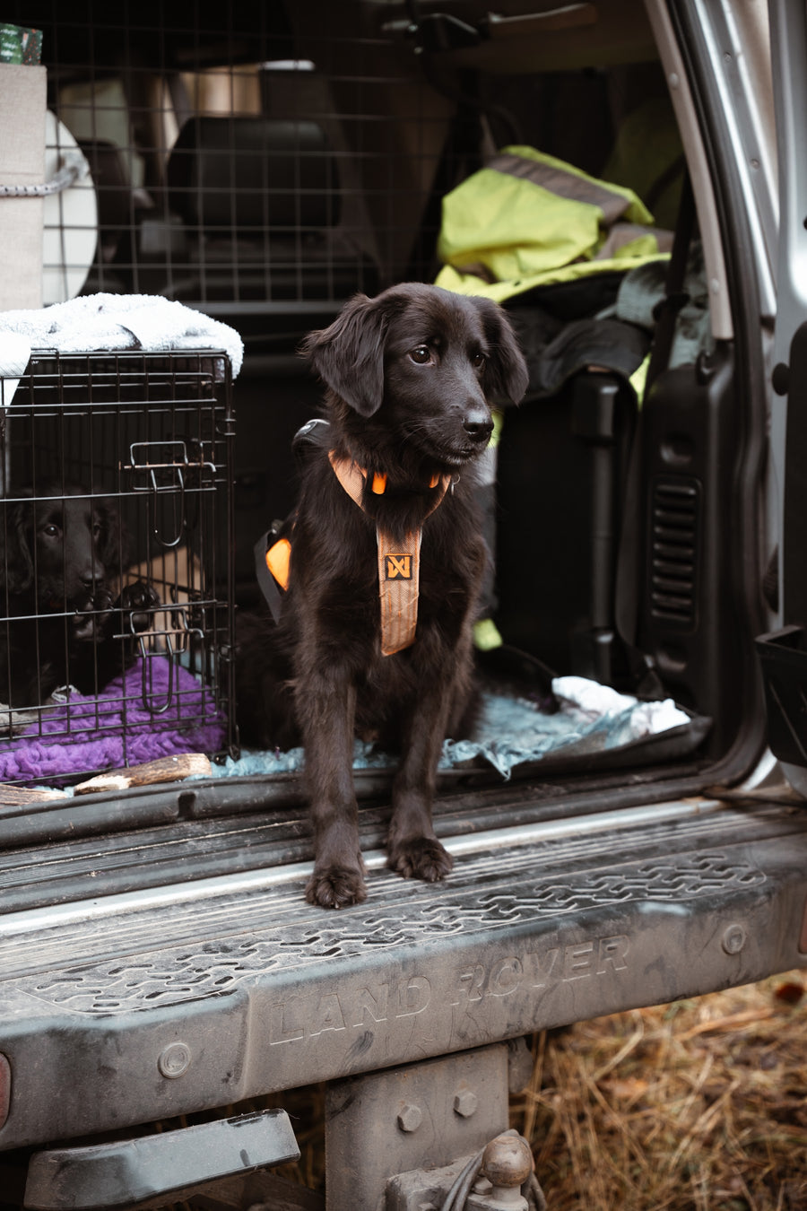 Dog waiting calmly in the car before a race