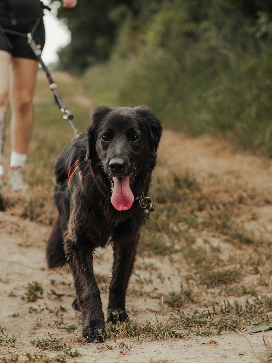 A happy black dog running on a canicross line
