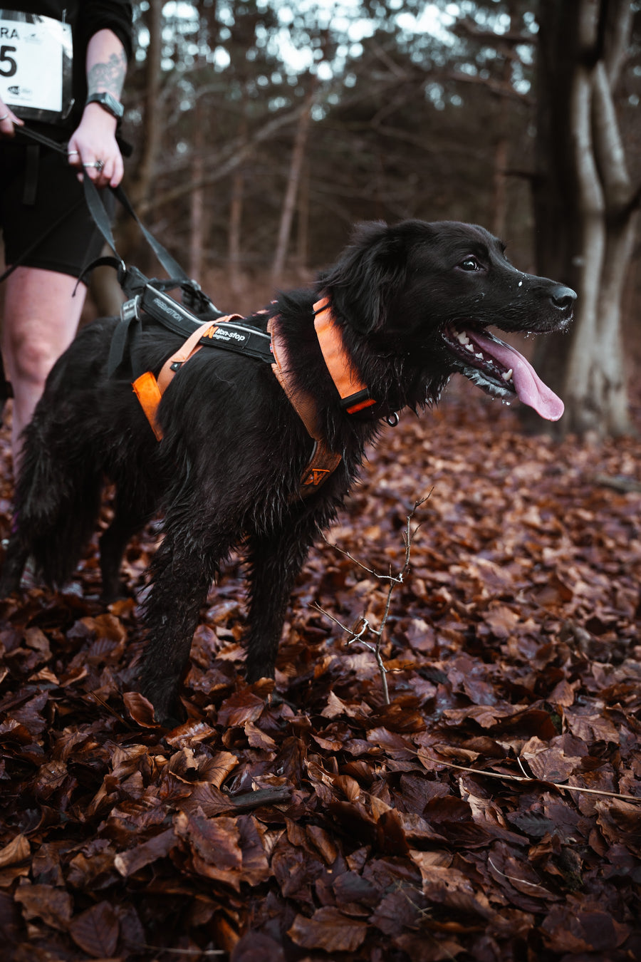 Dog in an orange canicross pulling harness
