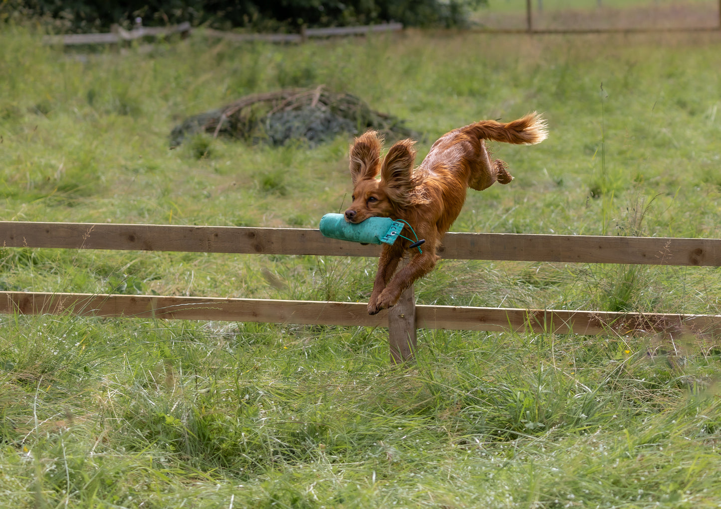 Understanding and Fulfilling Your Pet Spaniel
